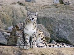149 BIO PARC DE DOUE LA FONTAINE 3- 2016_000033